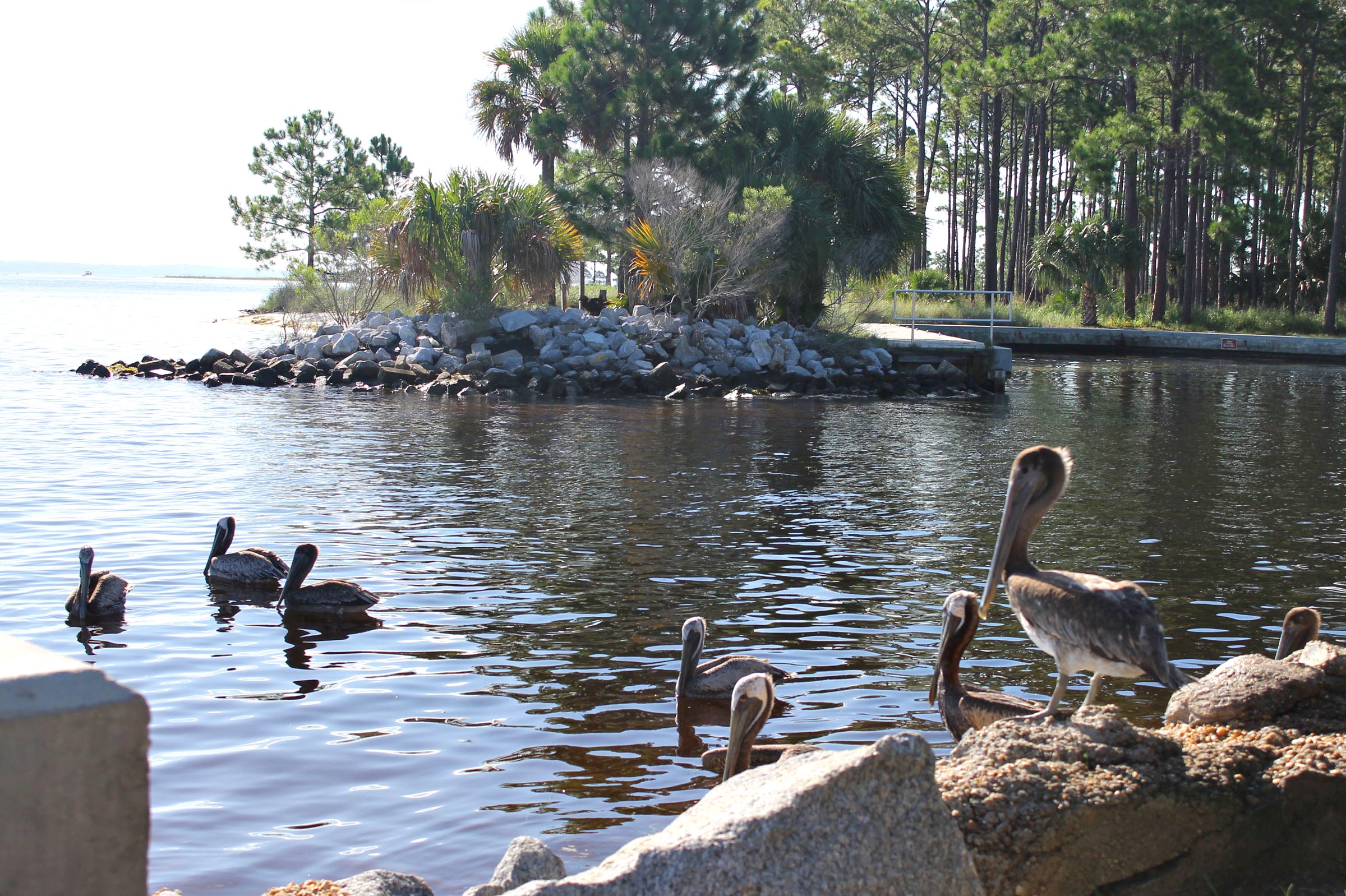 How to Get to Shell Island Panama City Beach Florida Shell Island