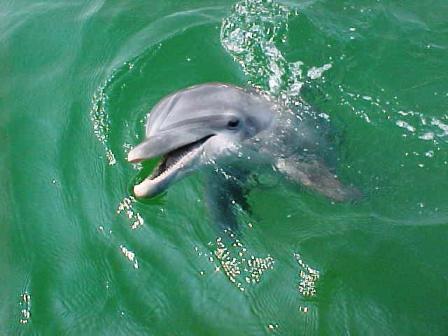 panama city beach dolphins